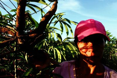 Parque da Cidade recebe exposição inédita sobre a cultura da mandioca